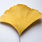 Antioxidant Ginkgo Gel Booster - Lushify 